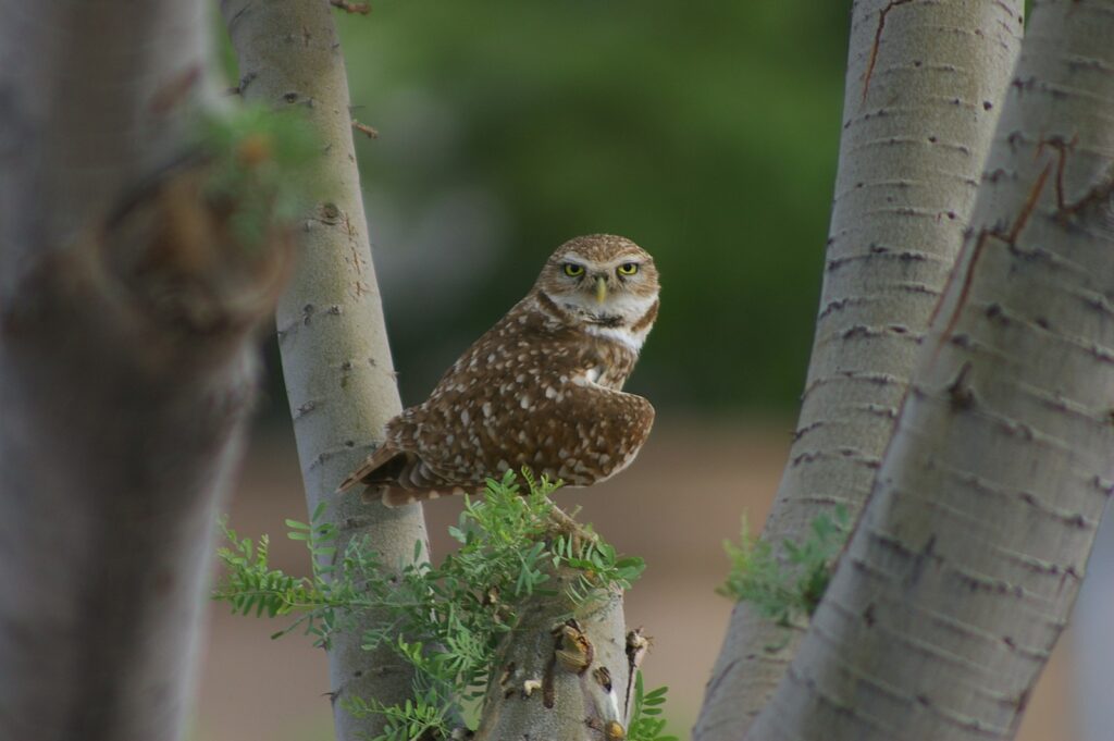 A burrowing owl with brown and white speckled plumage and bright yellow eyes perches on a small branch near tree trunks.