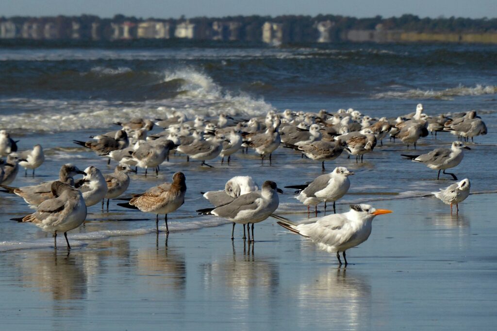 A flock of gulls and a Royal Tern with an orange bill stand at the water's edge as waves roll in.