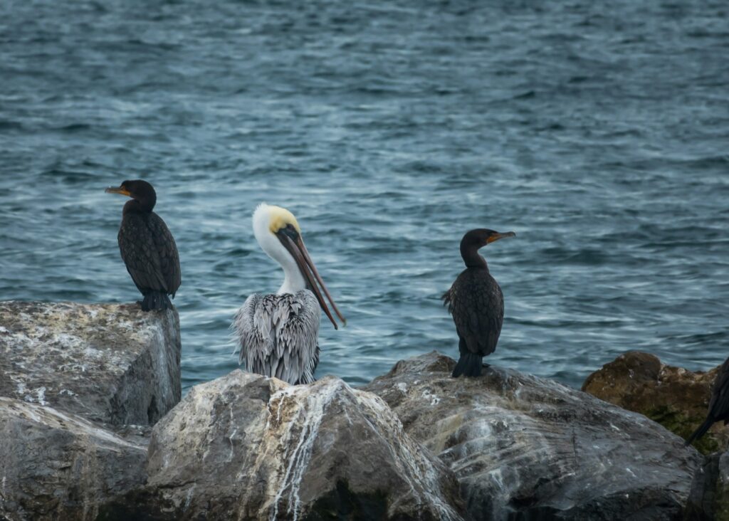 Two dark cormorants stand on rocks beside a white and grey pelican near the ocean.