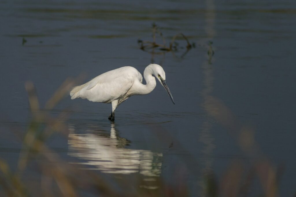 A Little Egret with white plumage stands in shallow, calm water, reflected below.