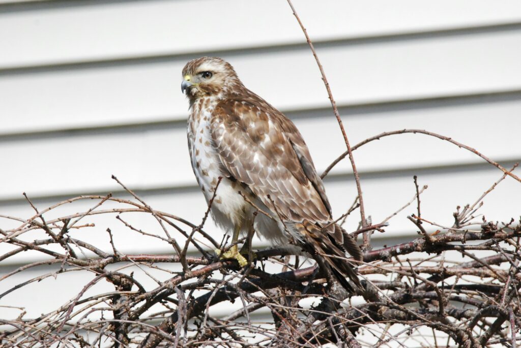 Hawk perched on tangled branches.