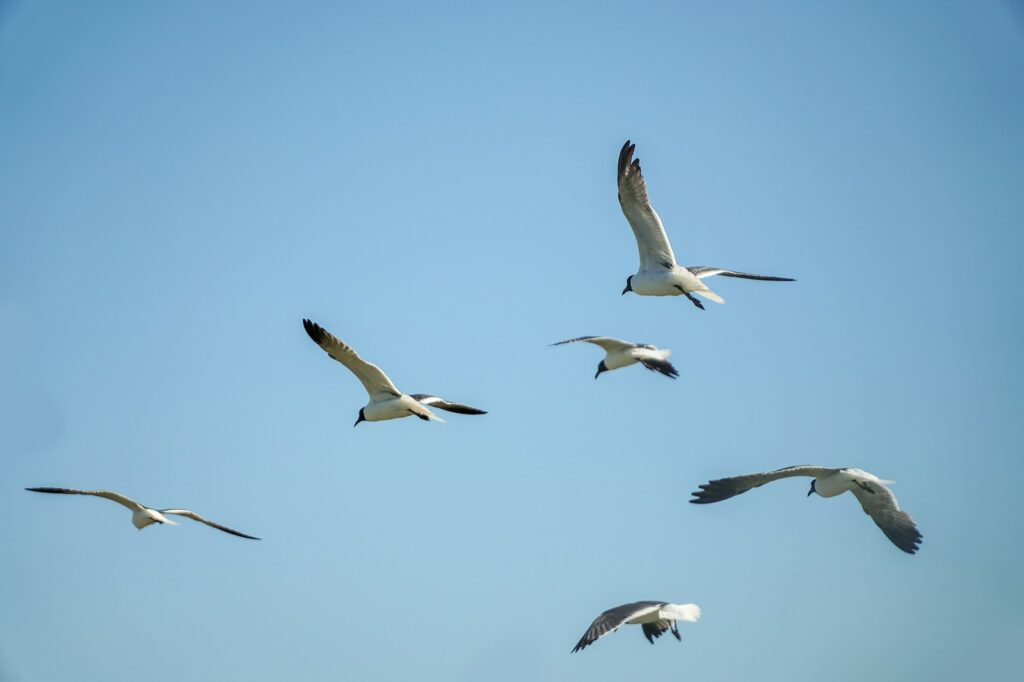 Several Laughing Gulls with dark heads and light bodies fly against a clear, pale blue sky.