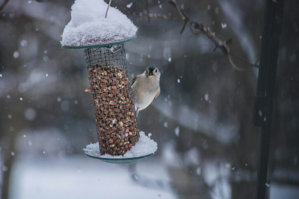 A tufted titmouse clings to a snow-covered bird feeder filled with peanuts.