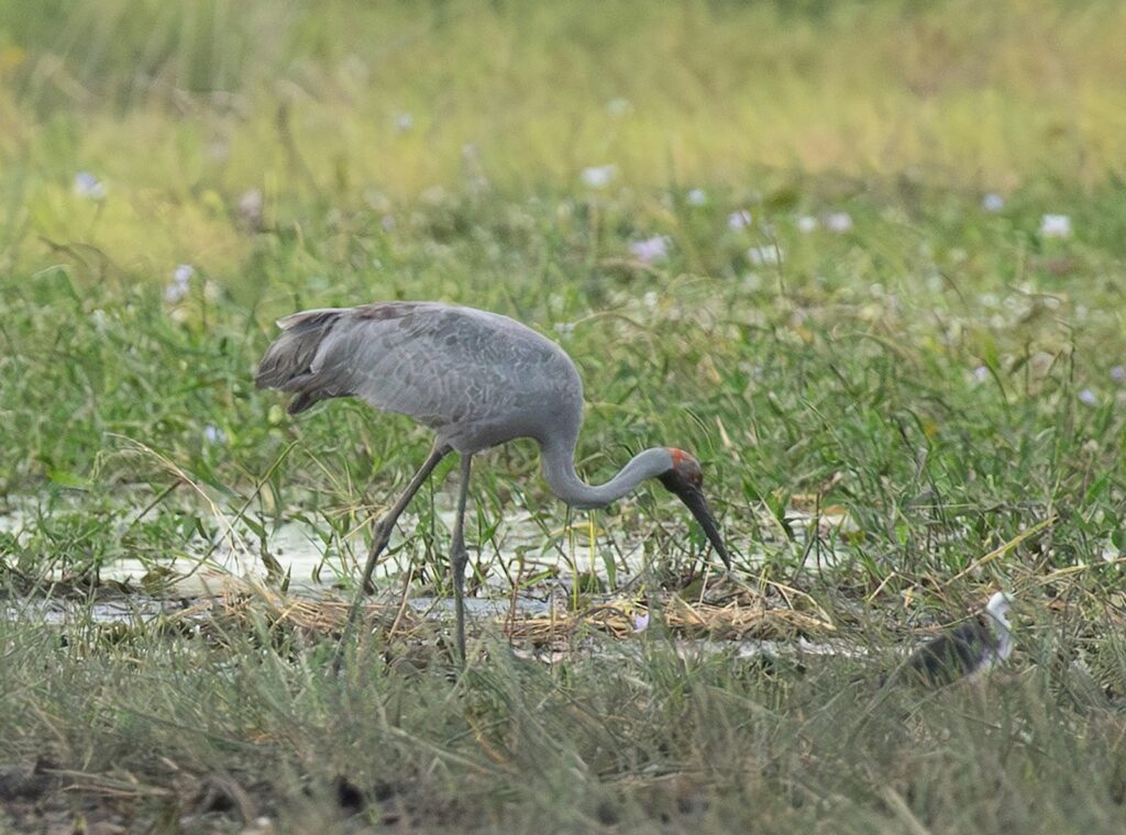 A Brolga forages in a grassy wetland.