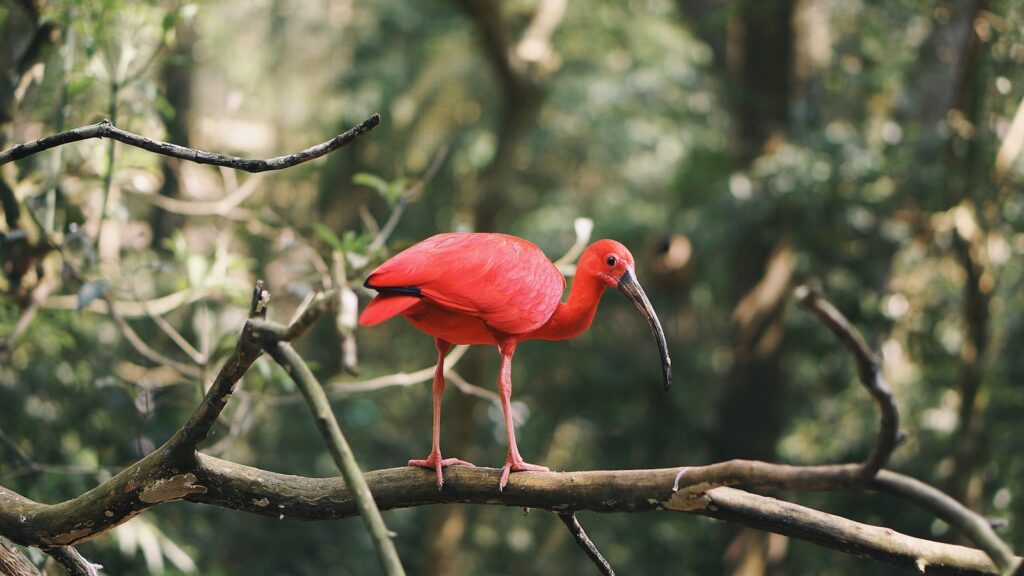 A vibrant Scarlet ibis with a long, curved beak stands on a branch.