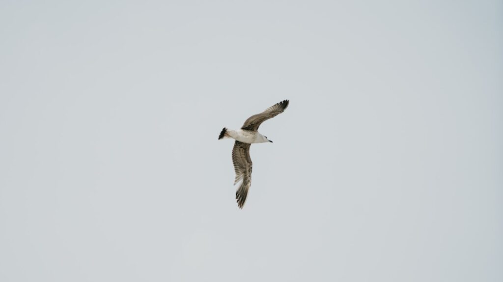 A gull, possibly a Caspian Gull, flies against a plain, light-colored sky.
