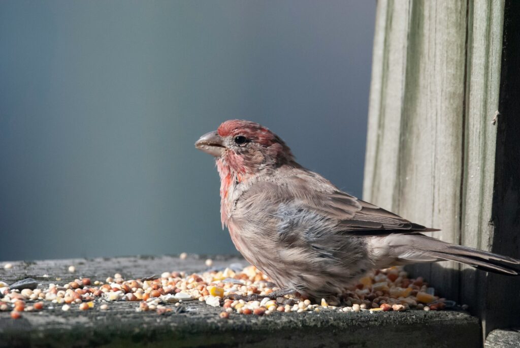 House finch eating seeds on a wooden surface.