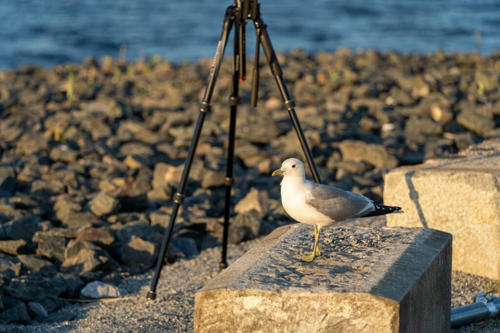 A gull stands near a tripod, possibly set up for birding photography.