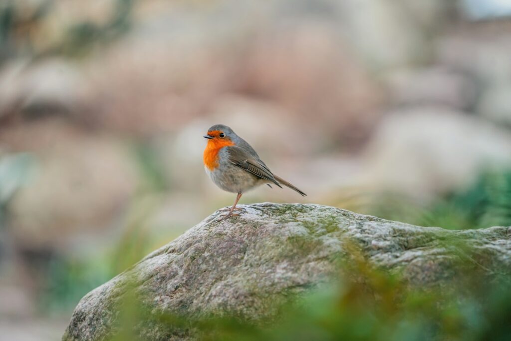 A European robin with an orange breast stands on a mossy rock.