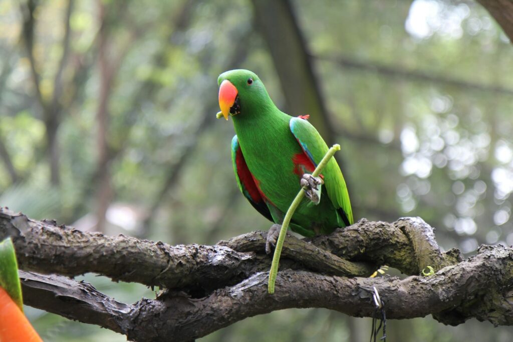 A male eclectus parrot with vibrant green plumage and an orange beak holds a twig.