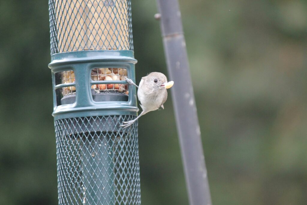 A bird that is standing on a bird feeder.