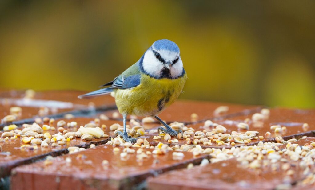 A vibrant Eurasian blue tit with a blue cap, yellow body, and white cheeks stands amongst scattered seeds.