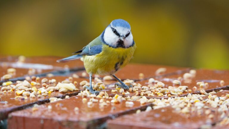 A vibrant Eurasian blue tit with a blue cap, yellow body, and white cheeks stands amongst scattered seeds.