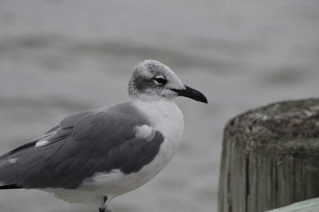 A seagull sitting on a wooden post next to a body of water.