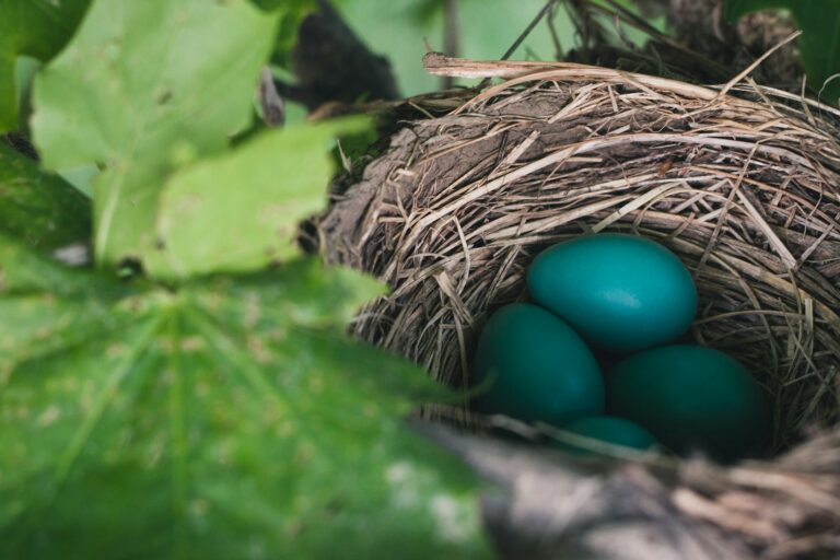 A nest holds four vibrant blue American robin eggs.