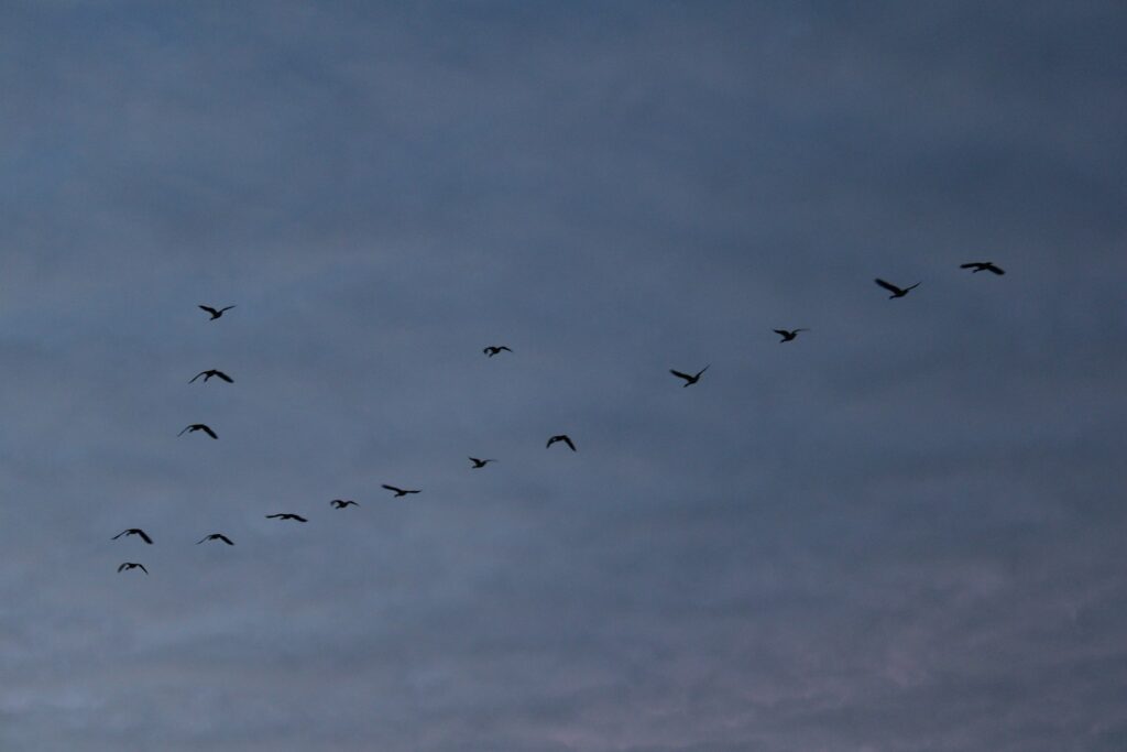 Silhouettes of Canada Geese fly in a V-formation against a dusky, overcast sky.