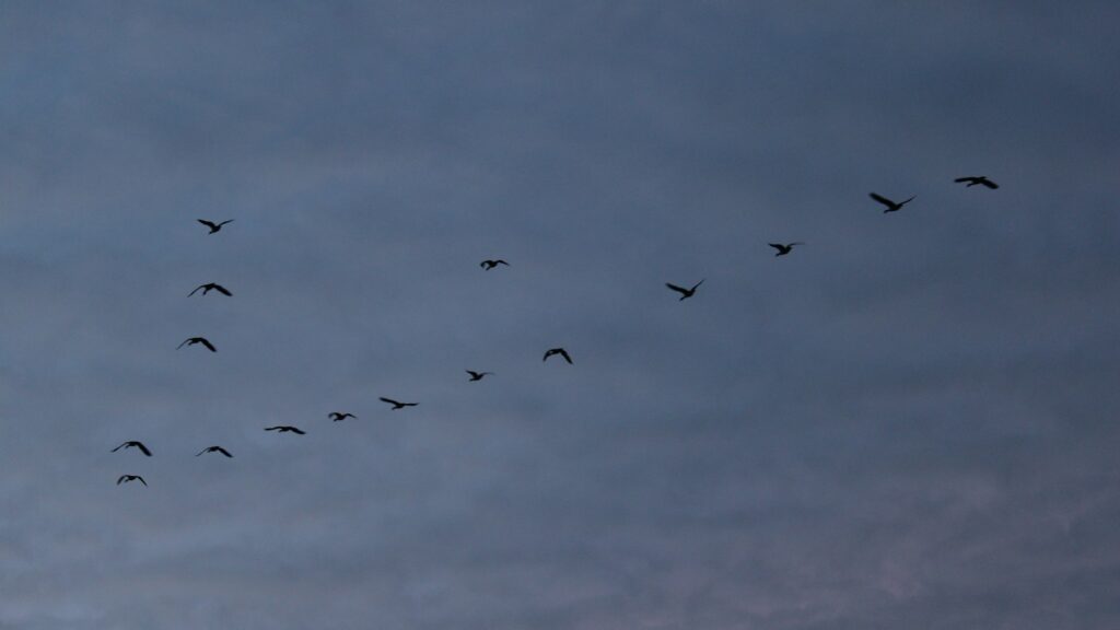 Silhouettes of Canada Geese fly in a V-formation against a dusky, overcast sky.