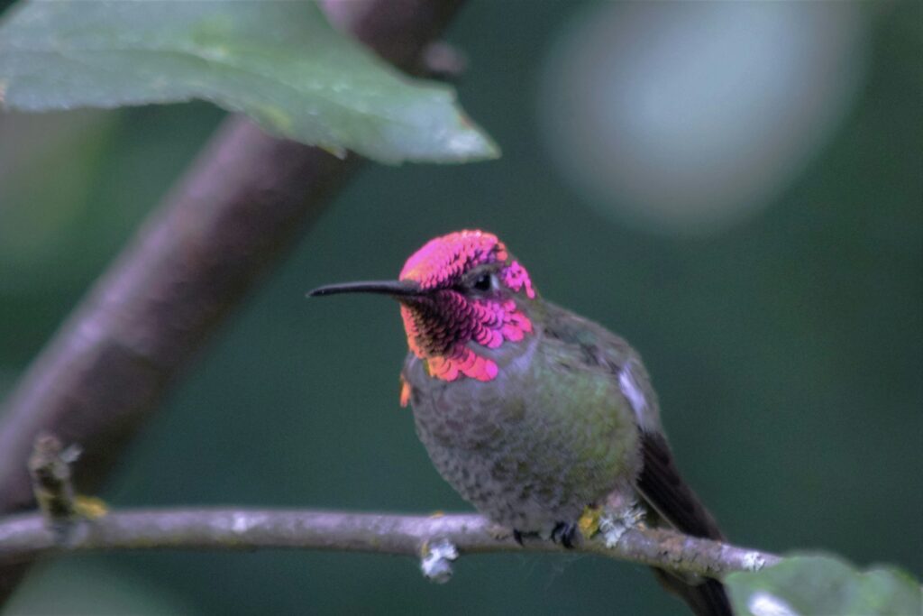 An Anna's Hummingbird with a vibrant iridescent pink throat and crown perches on a twig.