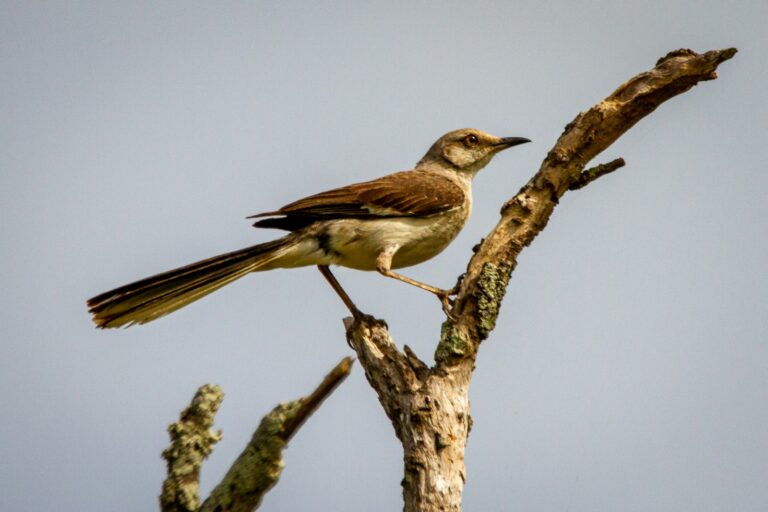 A Mockingbird perches on a weathered branch.