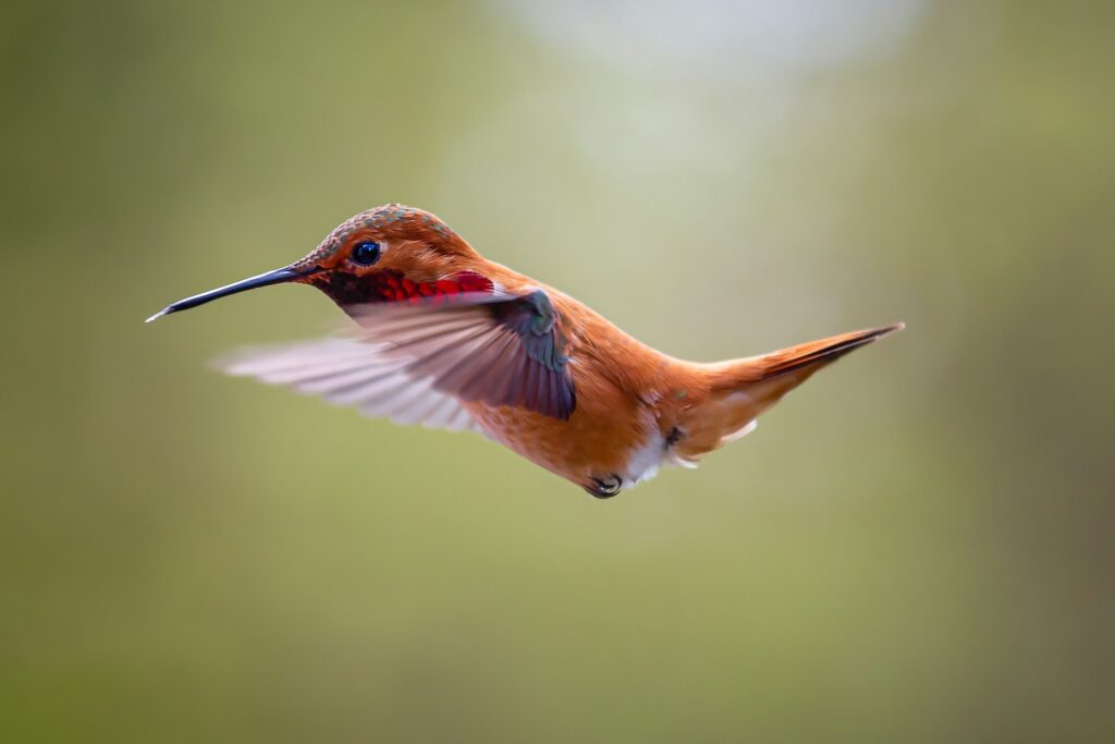 A brown hummingbird is flying in mid-air during the day.