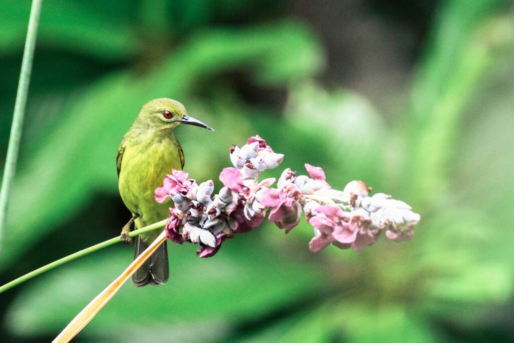 Plain sunbird perched near pink and white flowers.