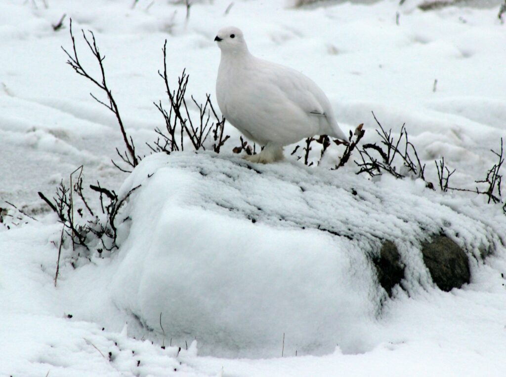A Ptarmigan with white winter plumage stands on a snow-covered surface near dark twigs.