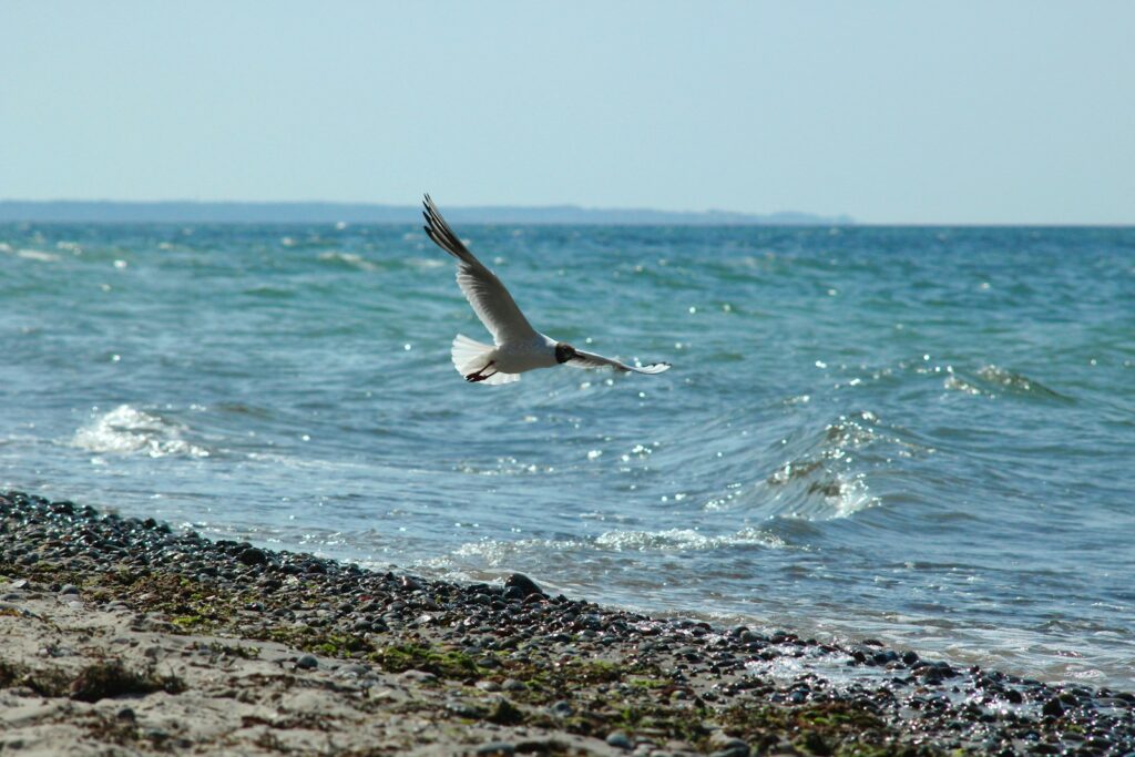 A black-headed gull flies low over the wavy surface of the sea near a rocky shore.