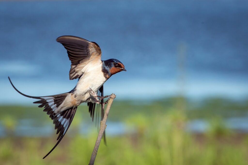 A barn swallow with blue-black feathers, a red throat, and a forked tail perches on a stem.