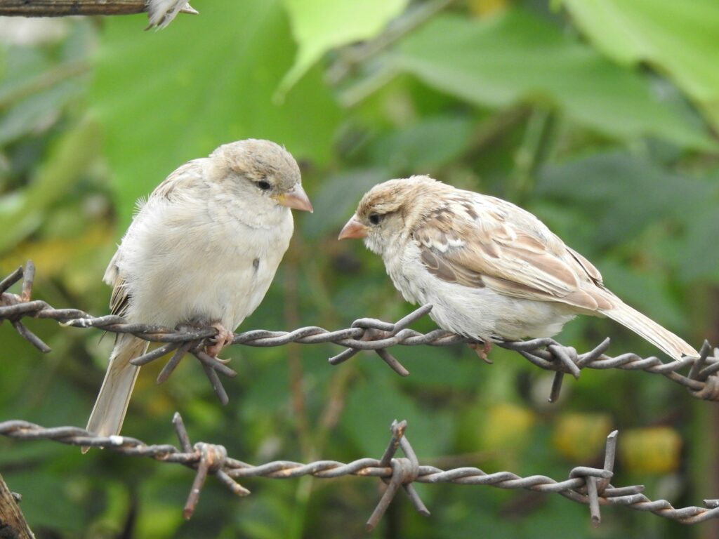 Two House sparrows with pale plumage perch on a strand of barbed wire.