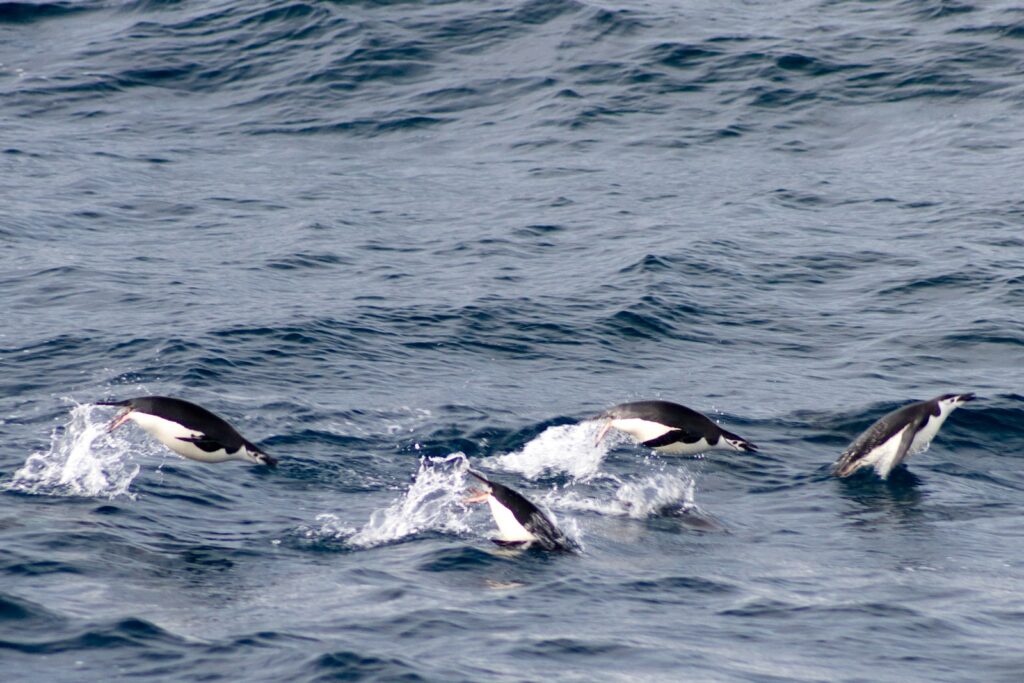 Four Chinstrap Penguins leap from the ocean waves.