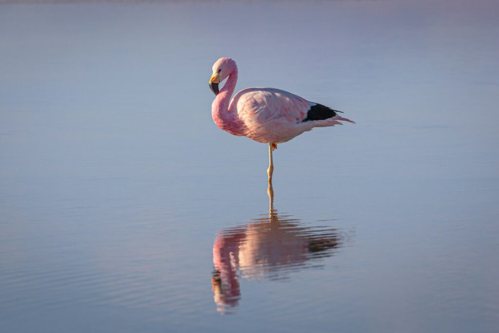 Pink flamingo on water during daytime.