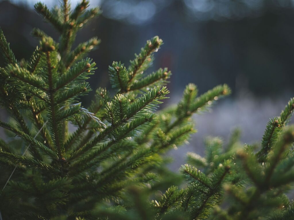 A close up of a pine tree with a blurry background.
