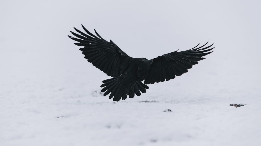 Raven with outstretched wings landing on snow.