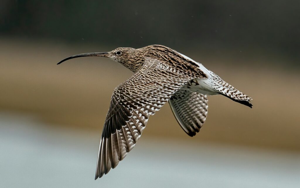 A Eurasian curlew with mottled brown plumage and a long, down-curved bill flies in the air.