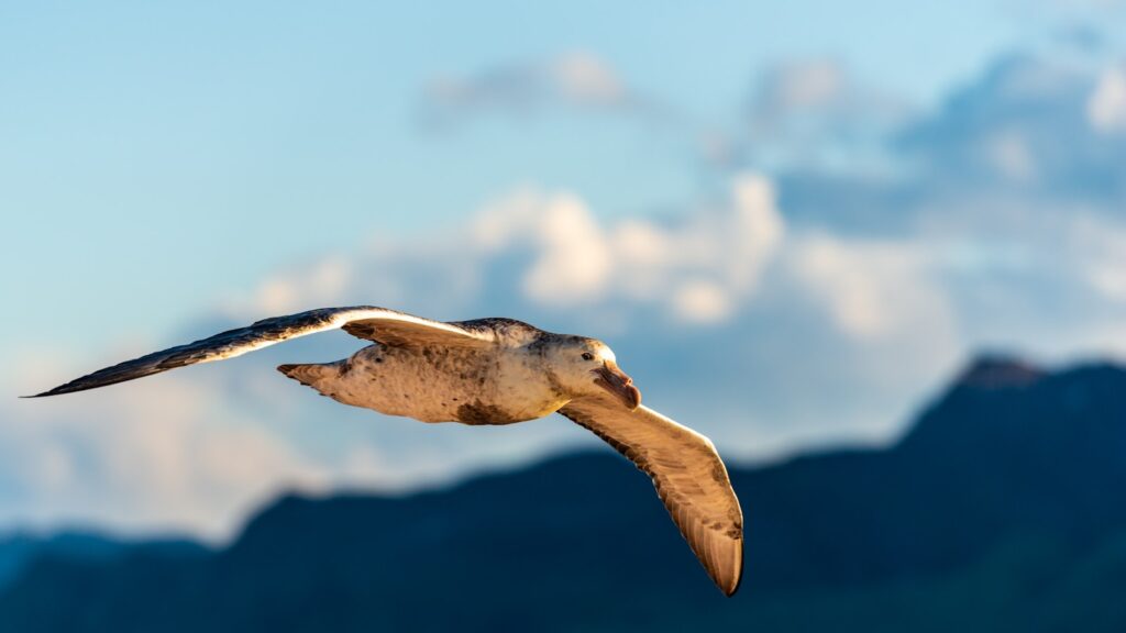 A southern giant petrel soars in flight.