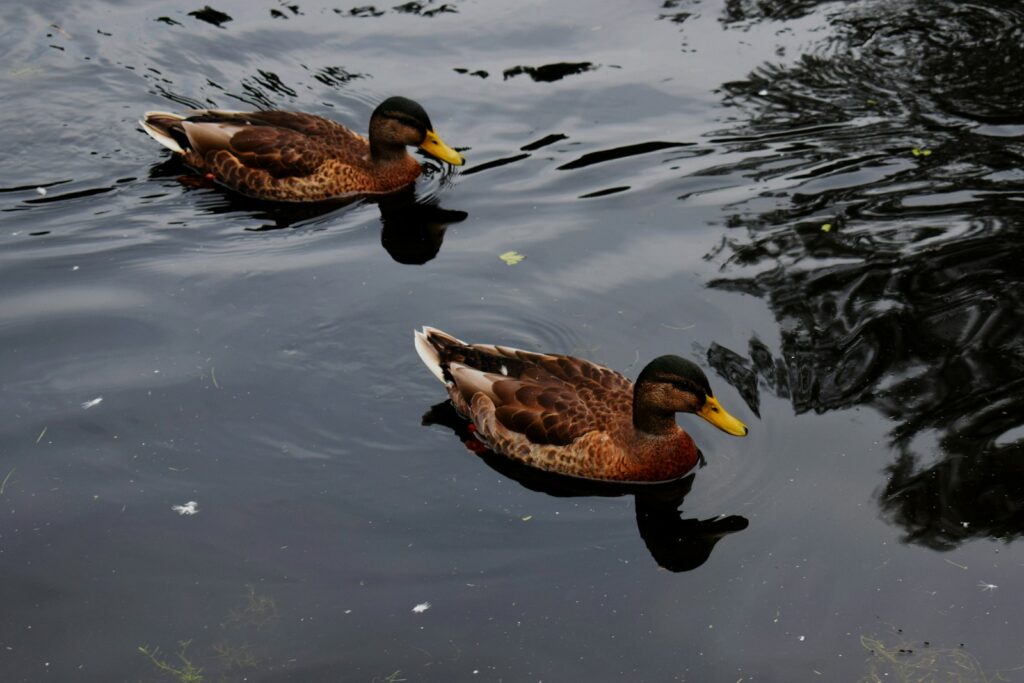 A brown duck on water during daytime.