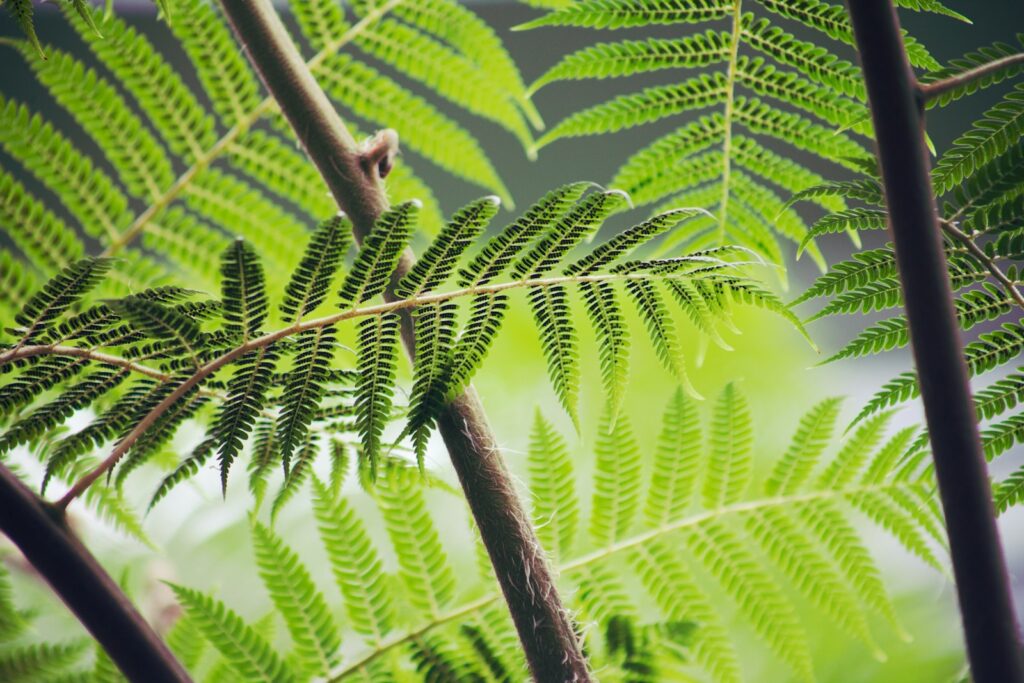 Shallow focus photography of green fern plant.