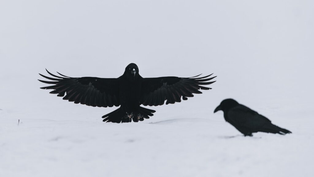 Two ravens on a snowy ground, one with outstretched wings.