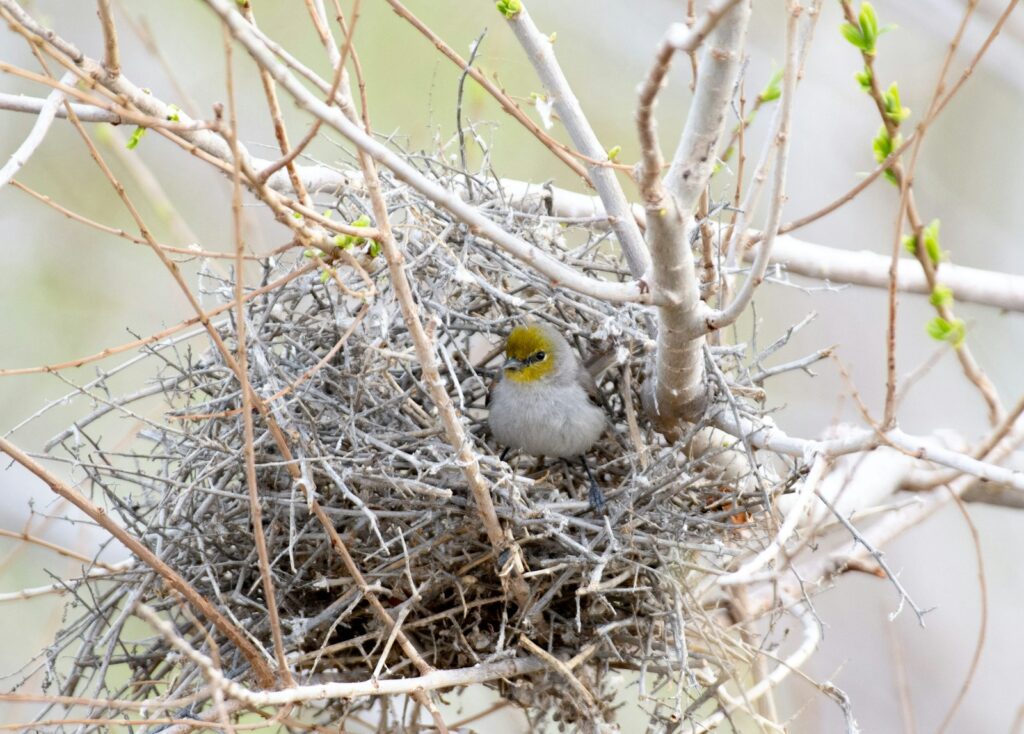 A Verdin sits nestled inside its intricate twig nest in a bare tree branch.