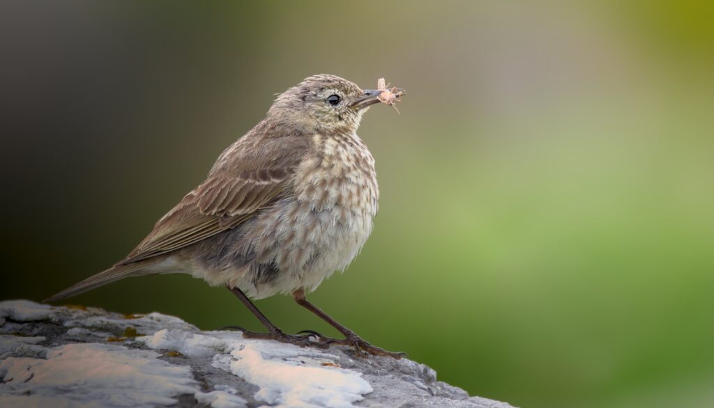 Pipit with an insect in its beak, perched on a rock.
