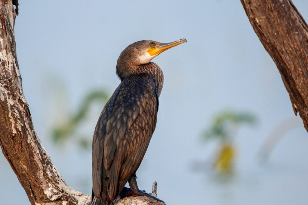 An cormorant perches on a tree branch.