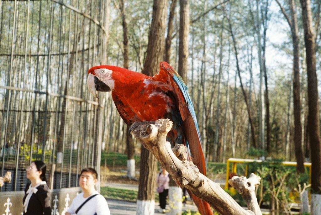 a red parrot perched on top of a tree branch
