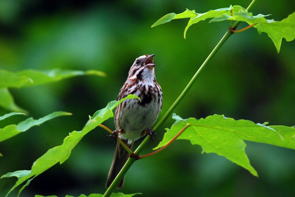 A Song Sparrow with brown and white streaked plumage sings from a green, leafy stem.