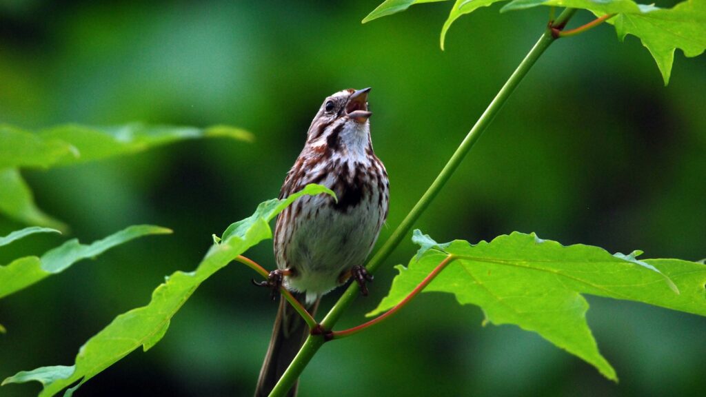 A Song Sparrow with brown and white streaked plumage sings from a green, leafy stem.