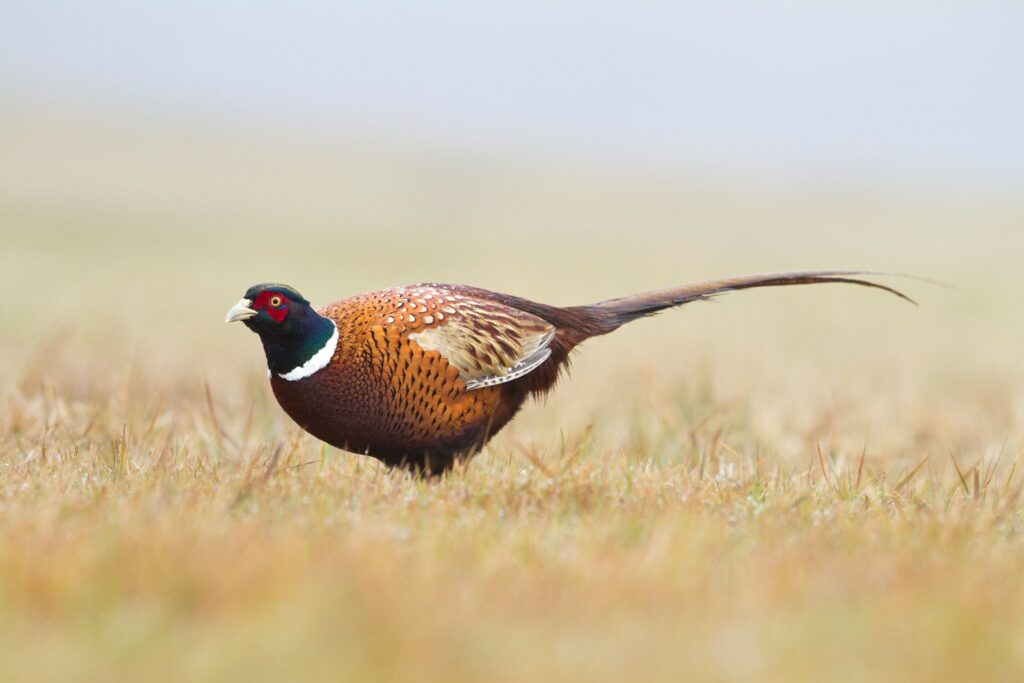 A ring-necked pheasant with colorful plumage stands in dry grass.