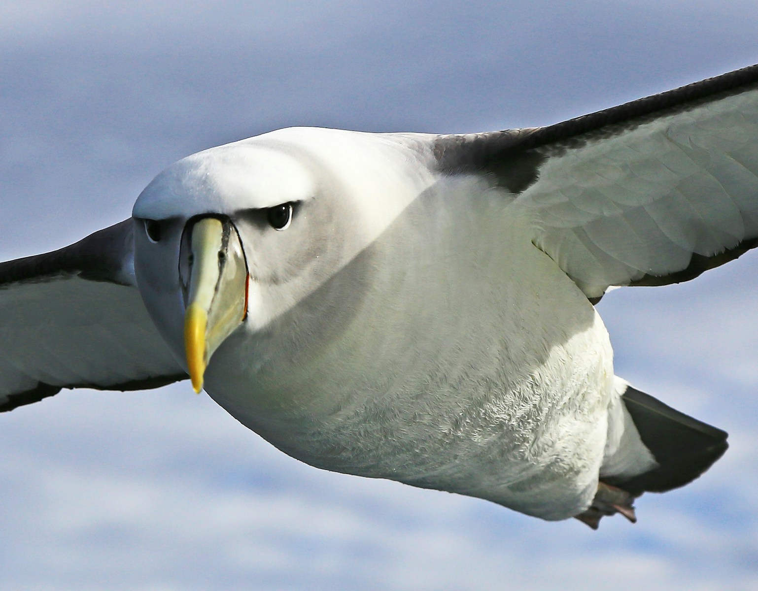 A white-capped albatross with a prominent yellow stripe on its beak flies against a cloudy sky.