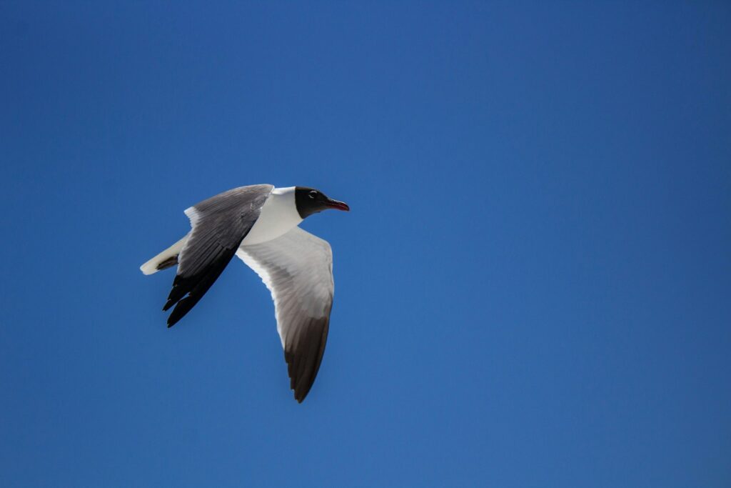 A laughing albatross flies against a clear blue sky.