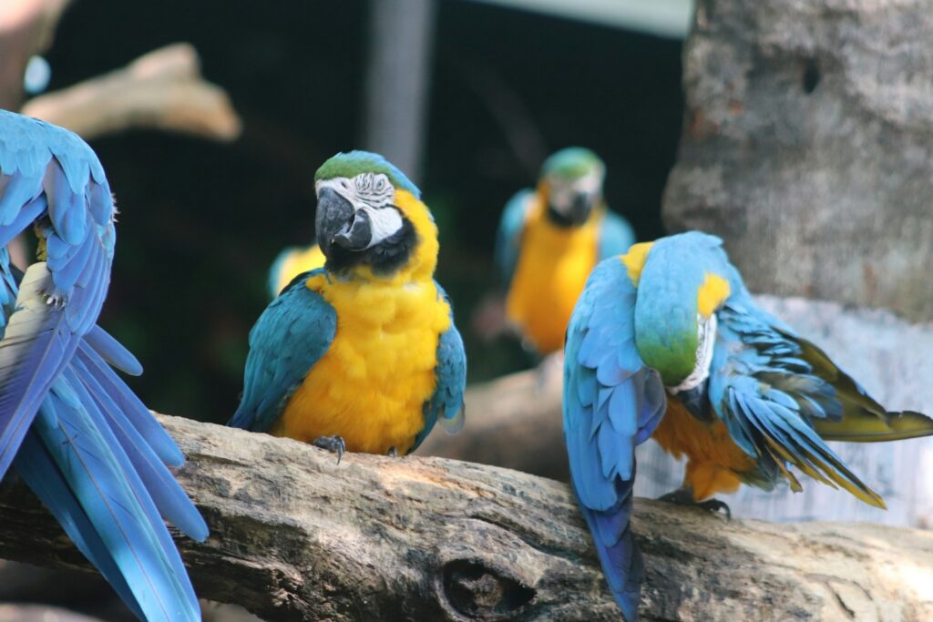 Several blue-and-yellow macaws are perched together.