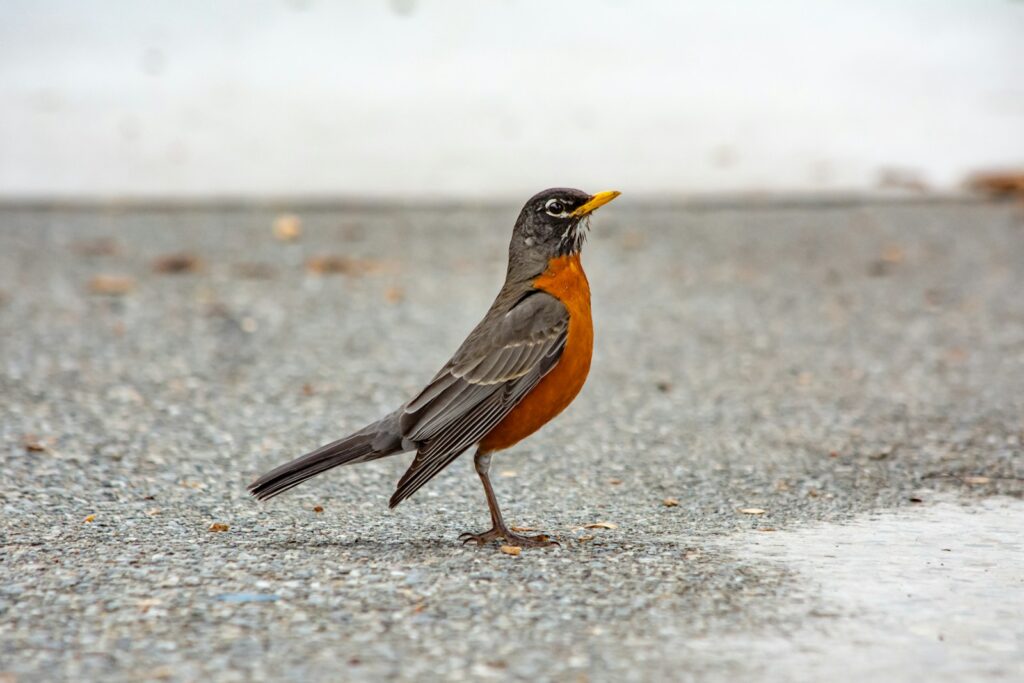 An American Robin stands on a paved surface.