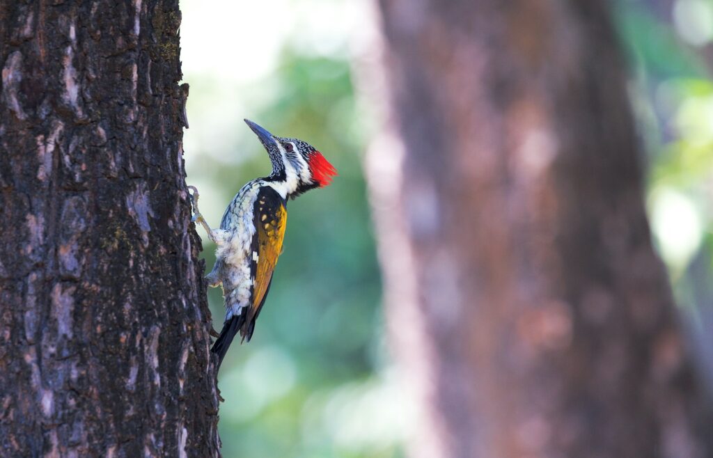 A black-rumped flameback woodpecker clings to the side of a tree trunk.